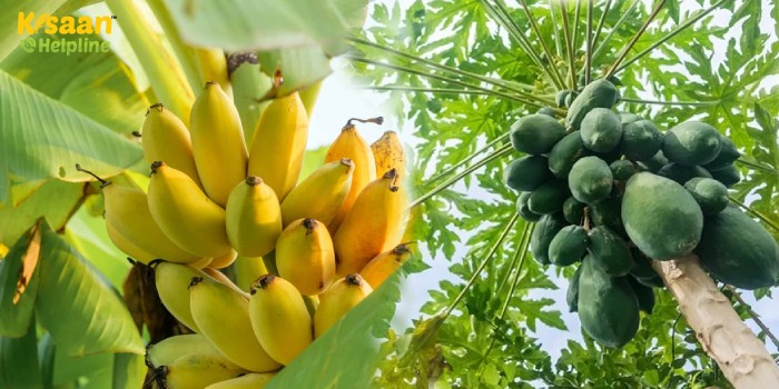 जाड़ा के बाद (फ़रवरी मध्य से लेकर मार्च मध्य तक) केला एवं पपीता में क्या करें? जाड़ा के बाद (फ़रवरी मध्य से लेकर मार्च मध्य तक) केला एवं पपीता में क्या करें?